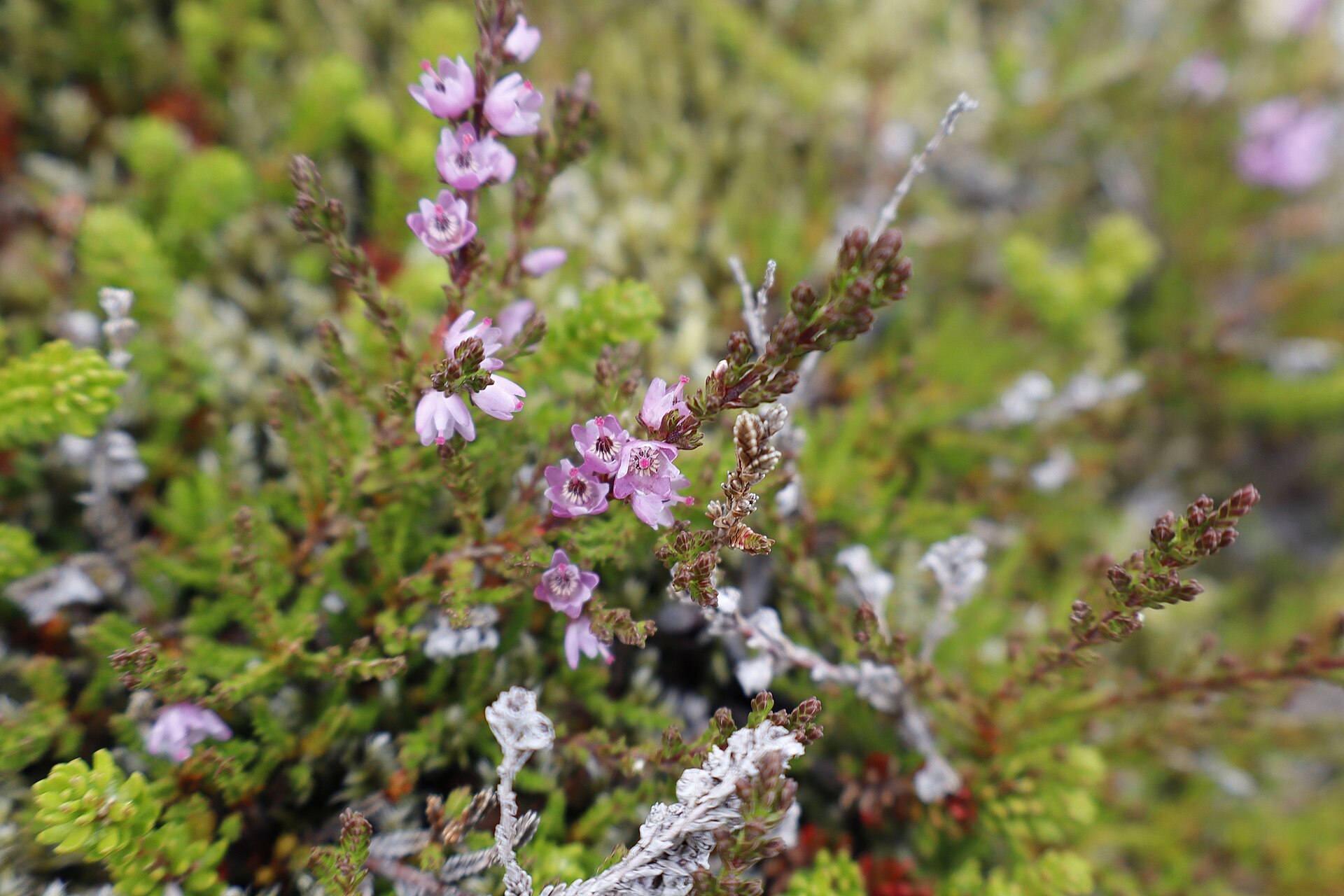 Pink heather flowering among crowberry on the canyon rim